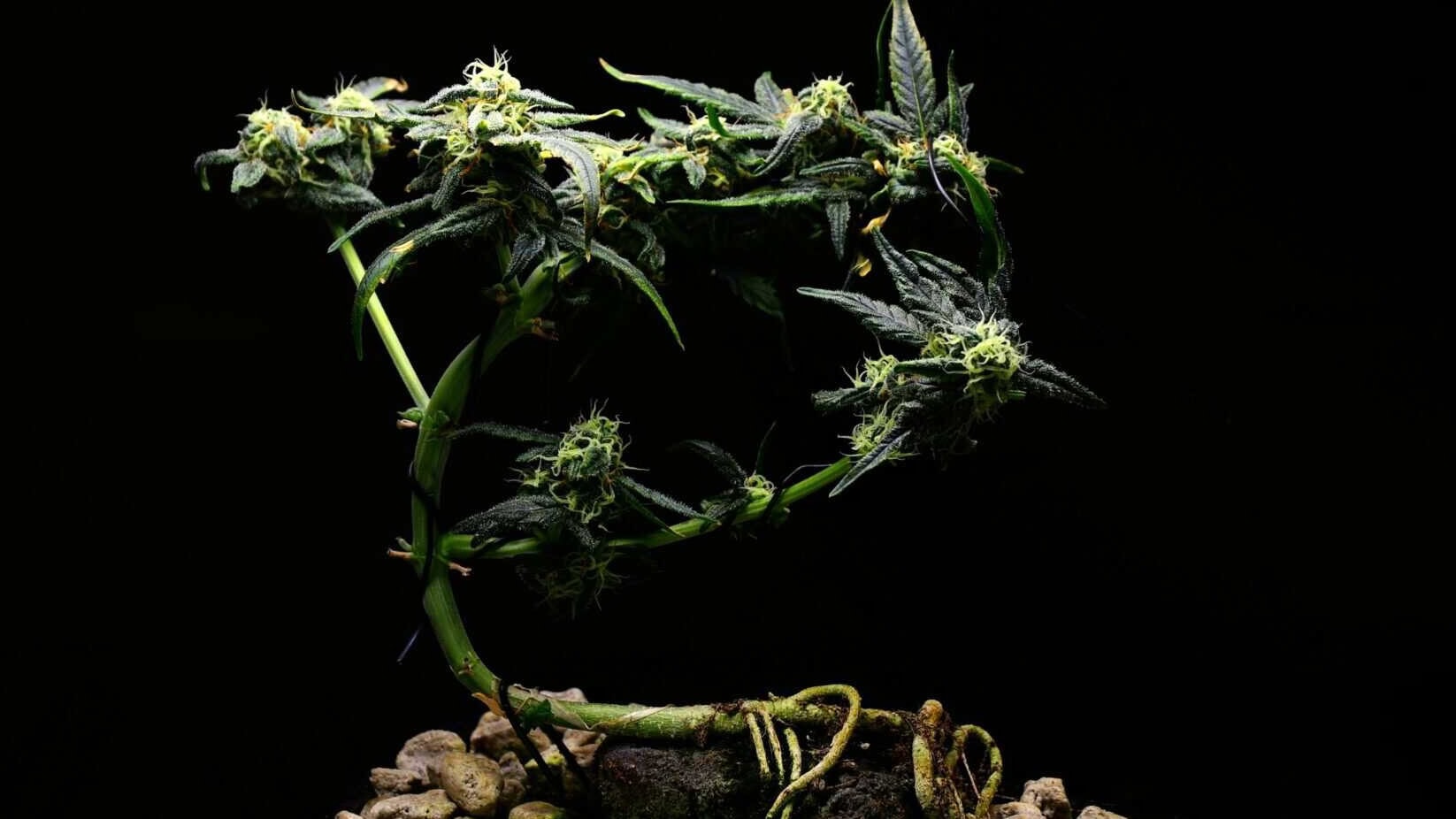 Finished cannabis bonsai with twisted trunk, visible rock and a dense green canopy