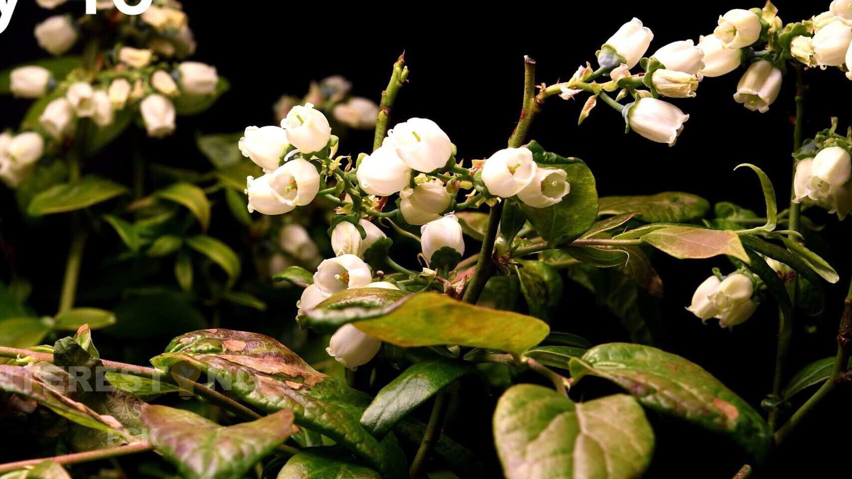 Seed-grown blueberry plant flowering in a pot, ready to set fruit