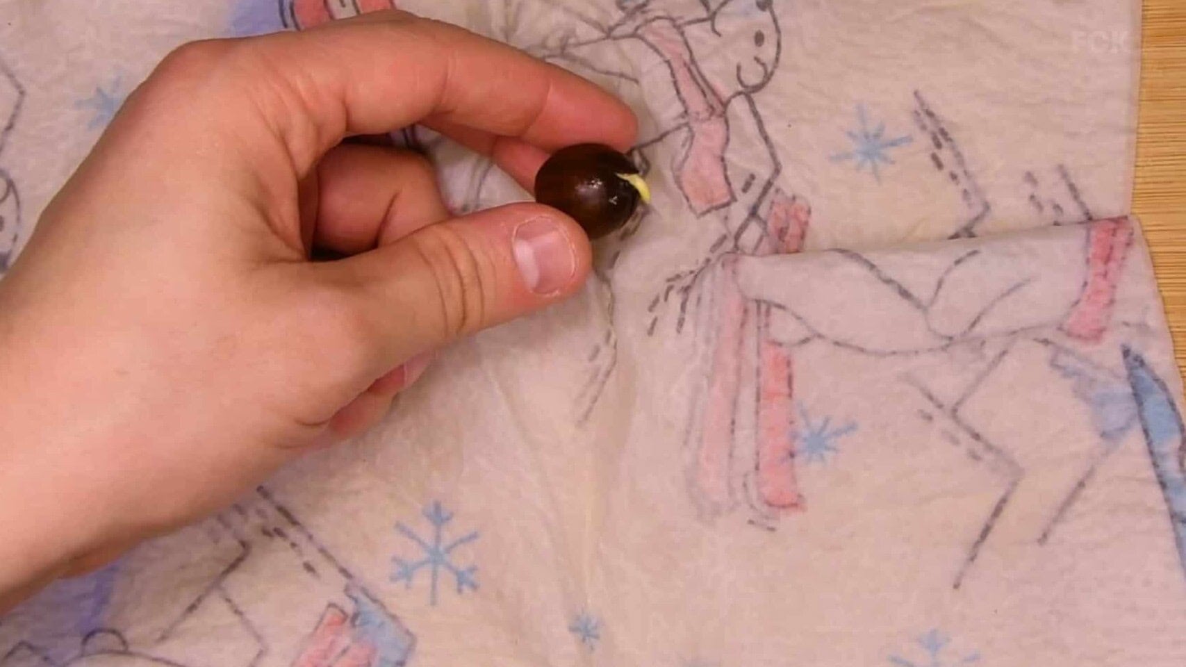 Germinated oak acorn with visible white taproot