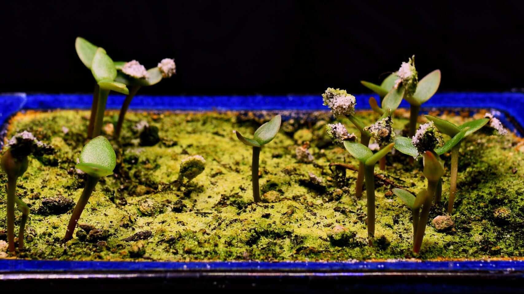 Germinated prickly pear cactus seedlings with tiny green pads