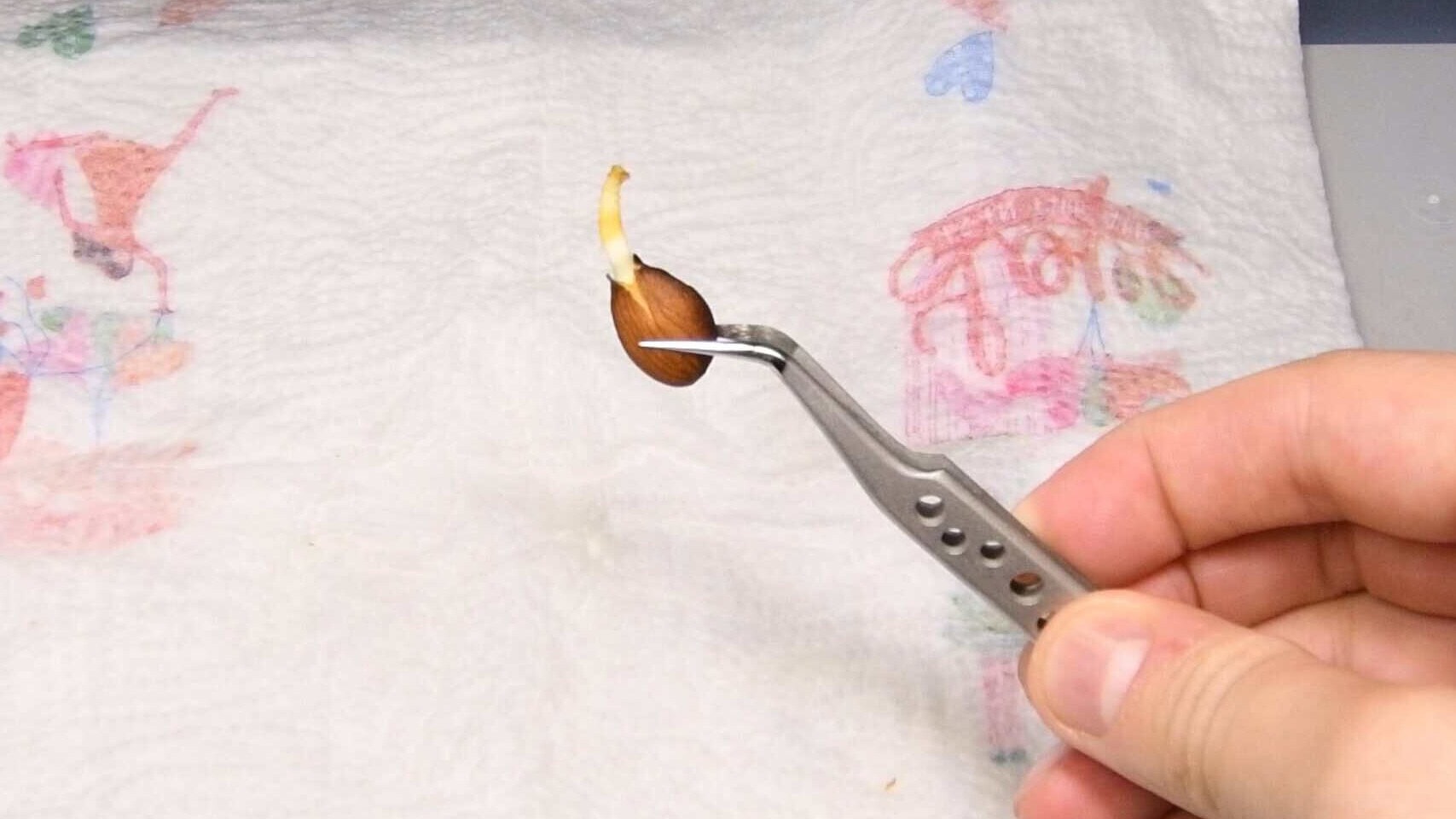 Germinated nectarine seed with visible root sprout