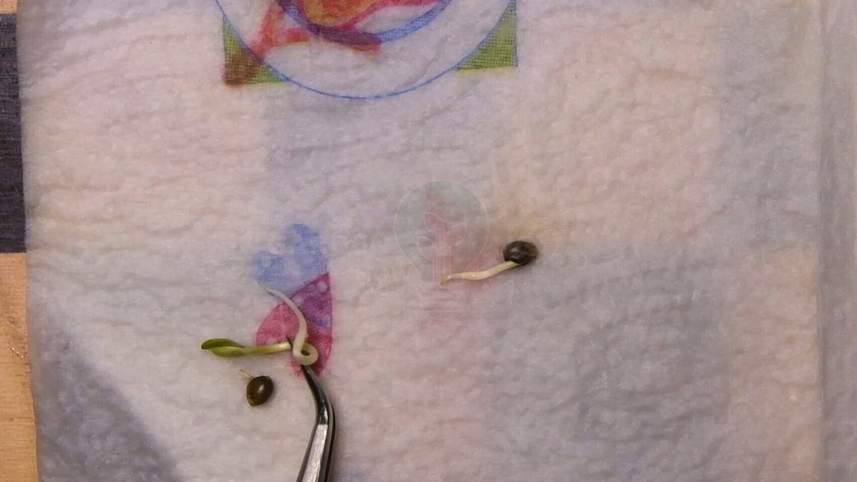 Germinated autoflower cannabis seeds with visible taproots