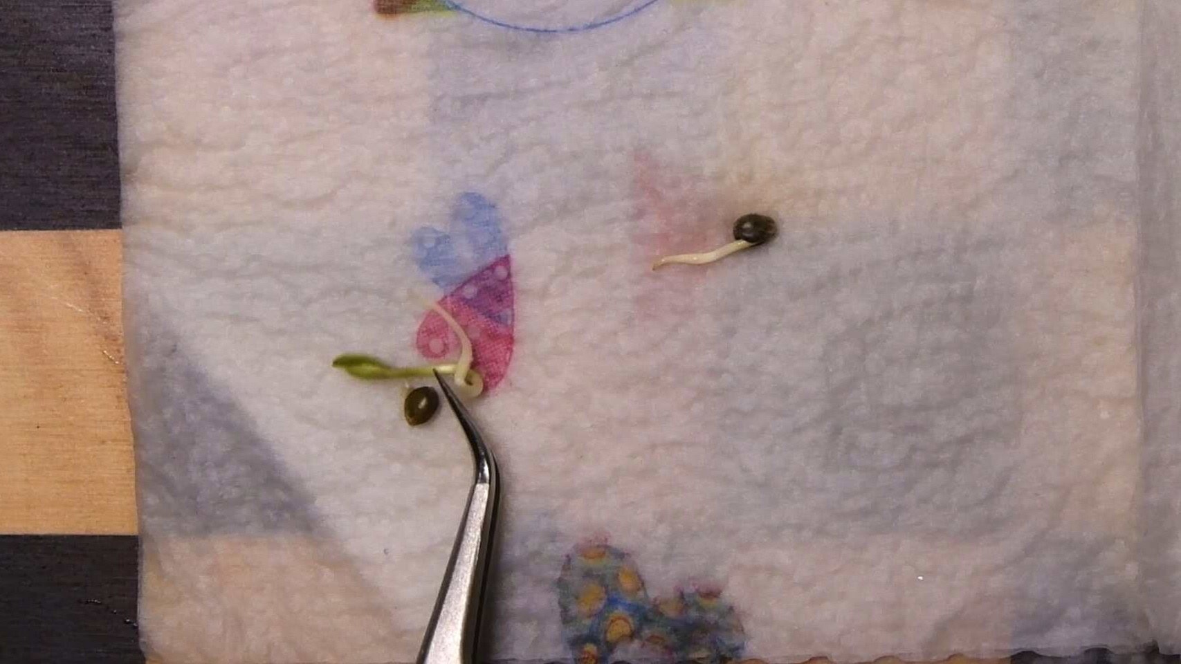 Cannabis seeds germinating in wet paper towel
