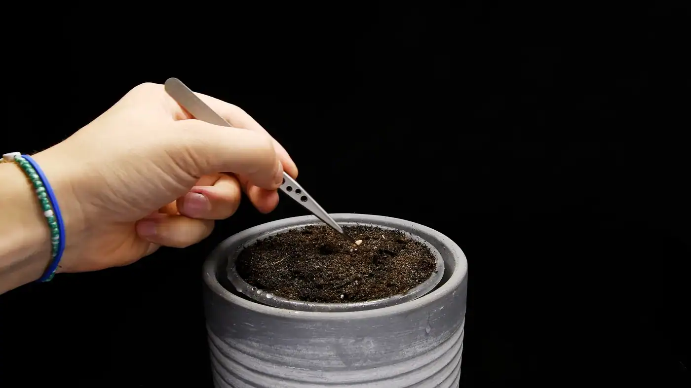 Two pomegranate seeds being planted in moist soil and misted with water