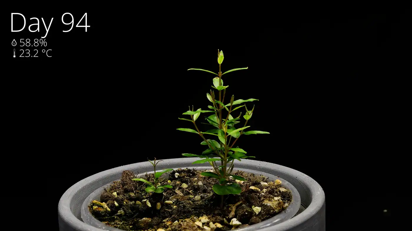 A strong young pomegranate seedling unfolding real leaves at about three months old