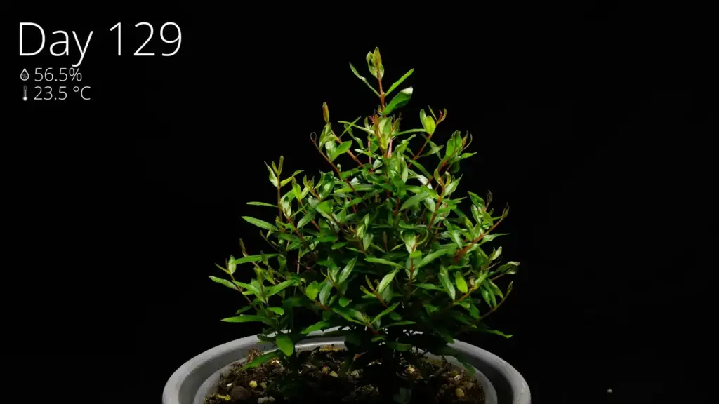 A bushier pomegranate plant at day 129 with more leaves and branches