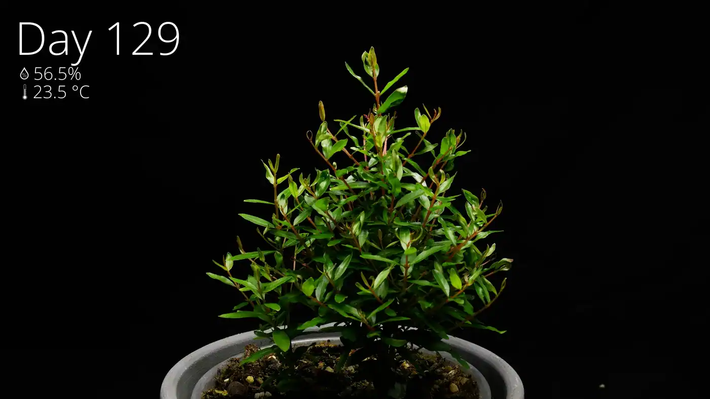 A bushier pomegranate plant at day 129 with more leaves and branches