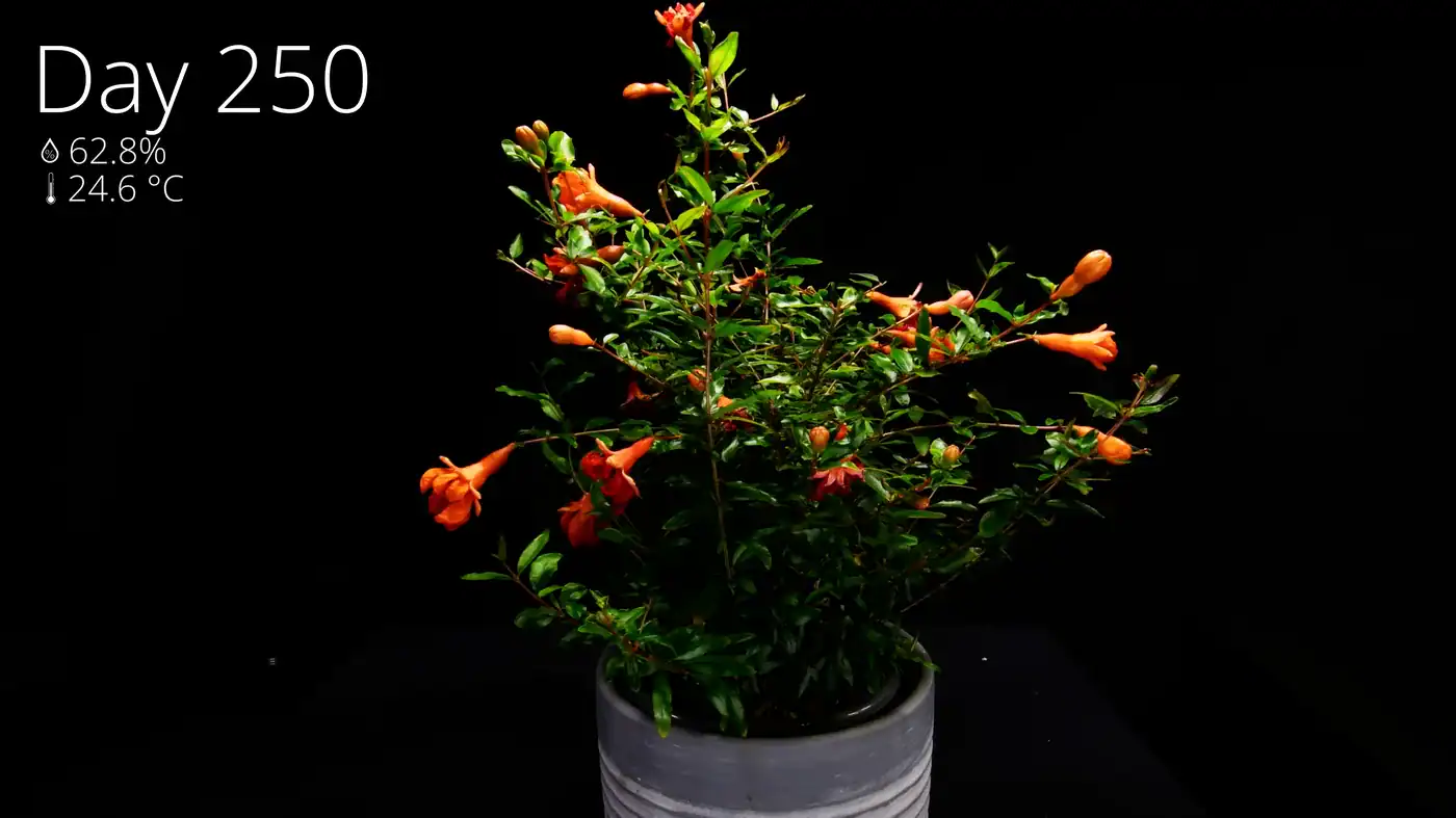The first bright red waxy trumpet-shaped pomegranate flowers