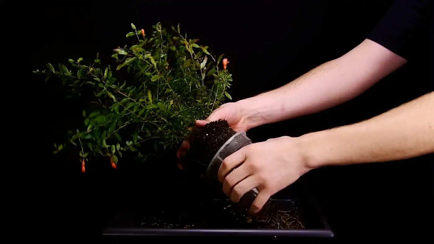 Two root-bound pomegranate seedlings being eased out of their pot as one clump