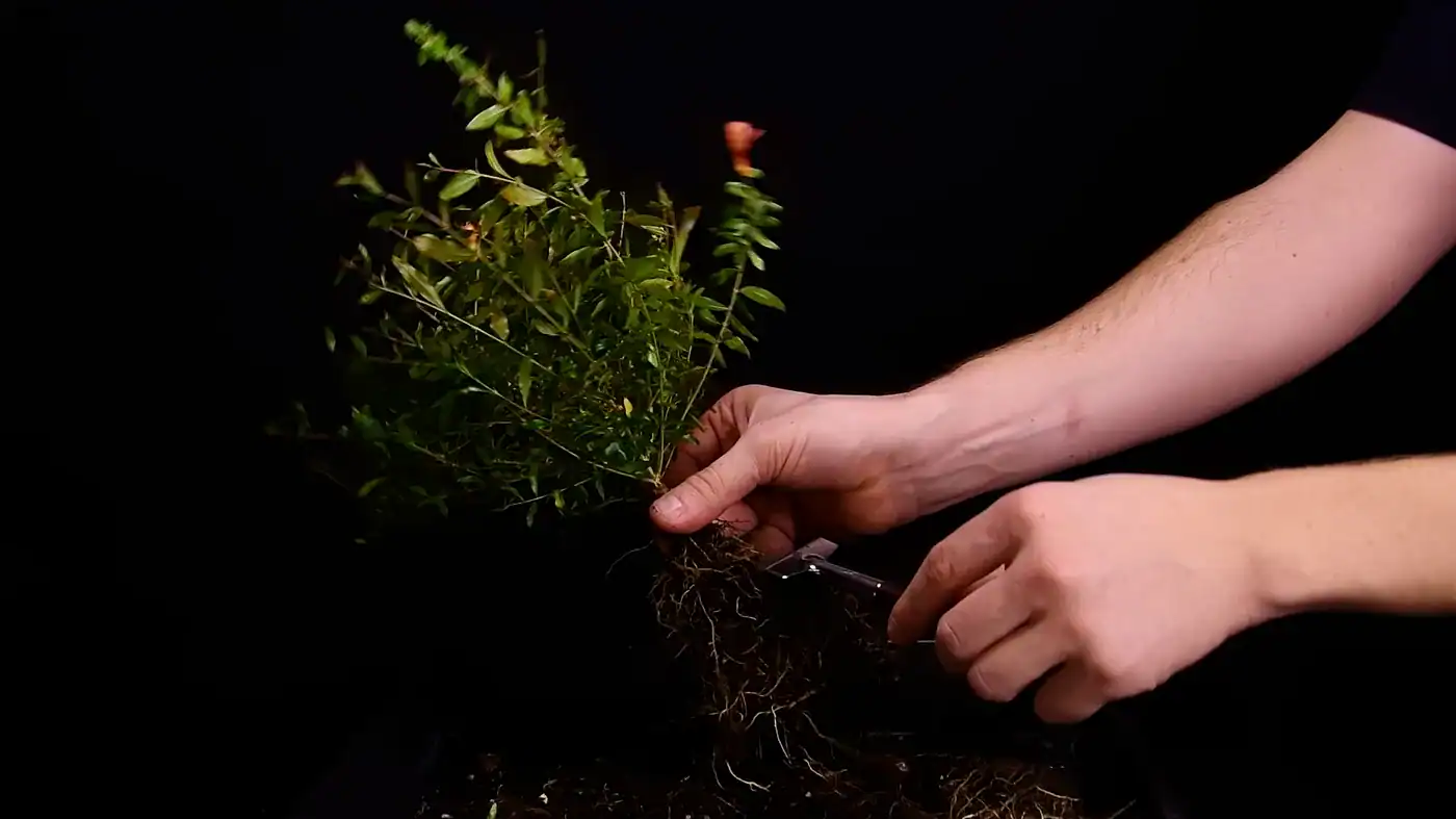 Raking old soil away from bare pomegranate roots with a bonsai rake