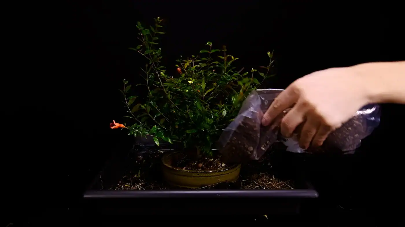 Working a mineral substrate in around bare pomegranate roots in a bonsai pot