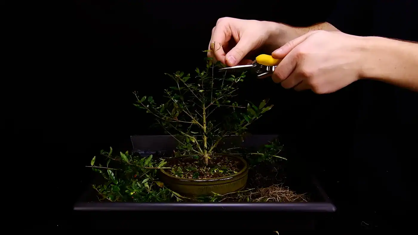 Pruning away branches from a pomegranate to shape it into a bonsai