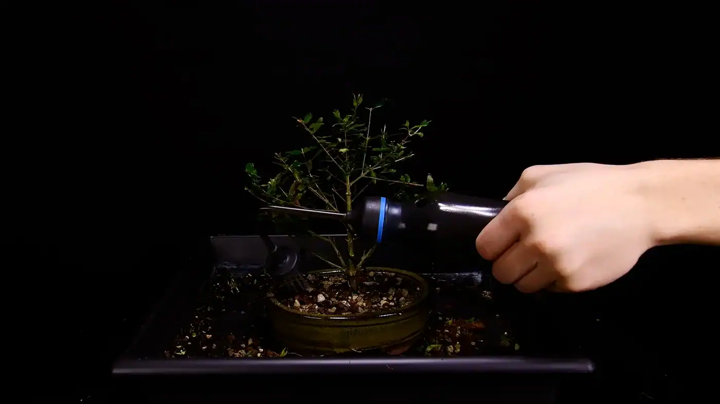 The first deep watering settling the mineral mix around the bonsai roots