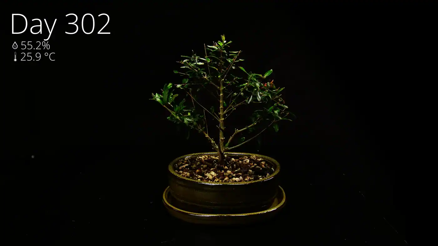 A pomegranate bonsai regrowing fuller after its first structural prune