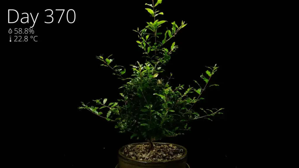 A thriving young pomegranate bonsai one year after planting the seed