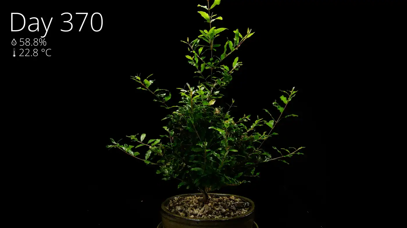 A thriving young pomegranate bonsai one year after planting the seed