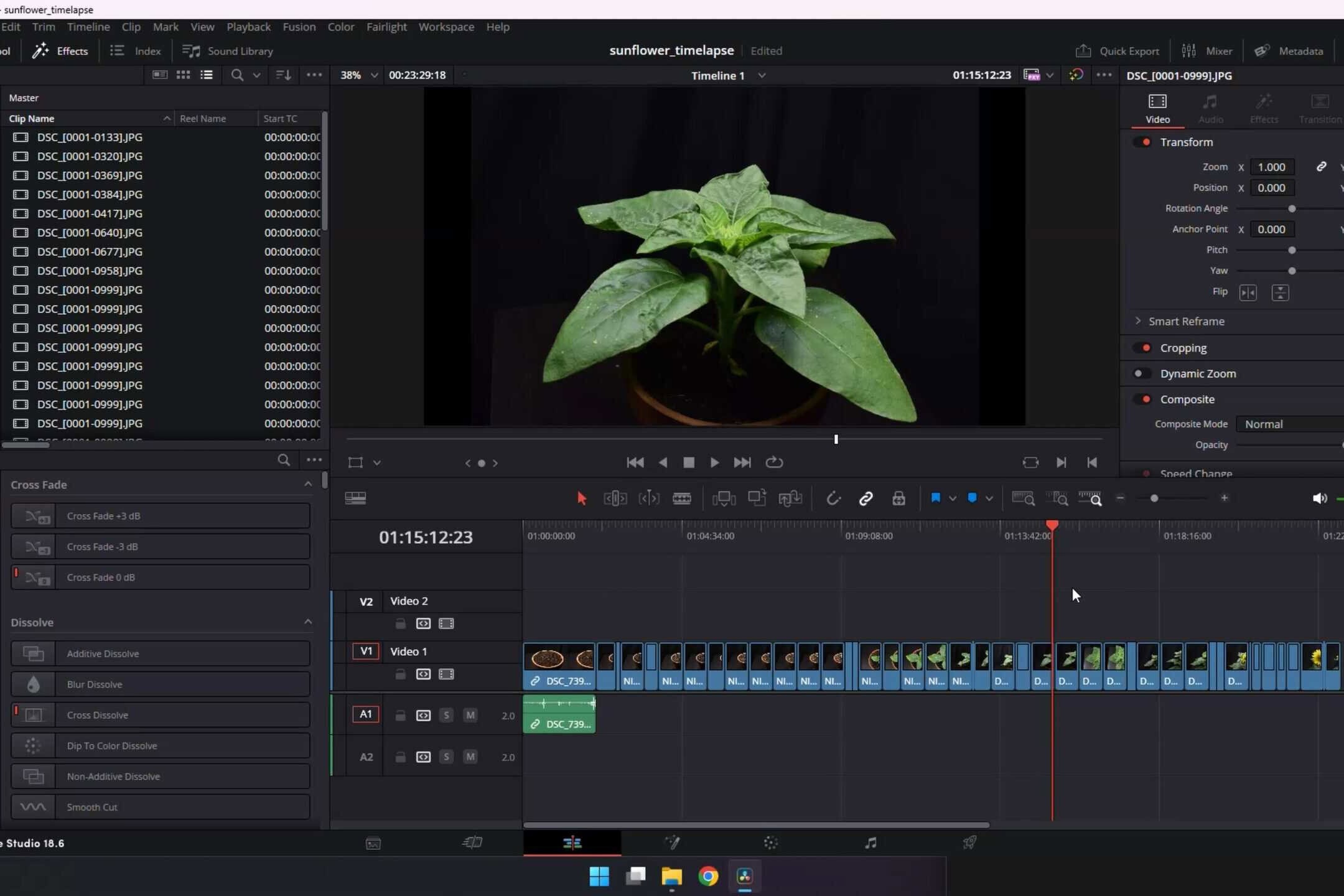 Photo sequence imported into DaVinci Resolve for plant timelapse editing