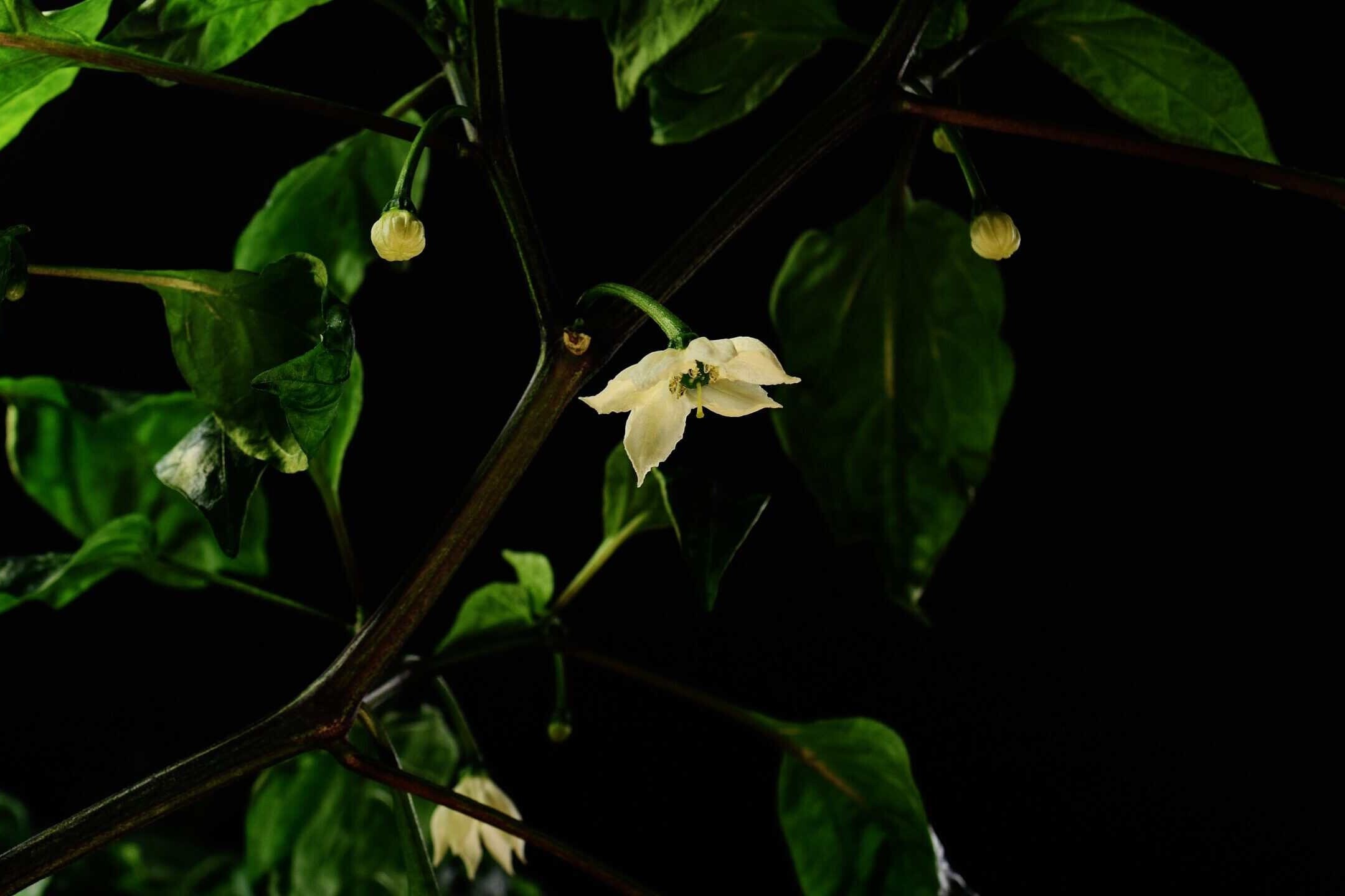 Close-up of a jalapeno flower before fruit set
