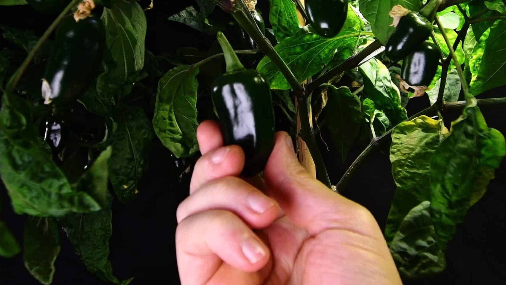 Freshly harvested jalapeno peppers from a homegrown plant