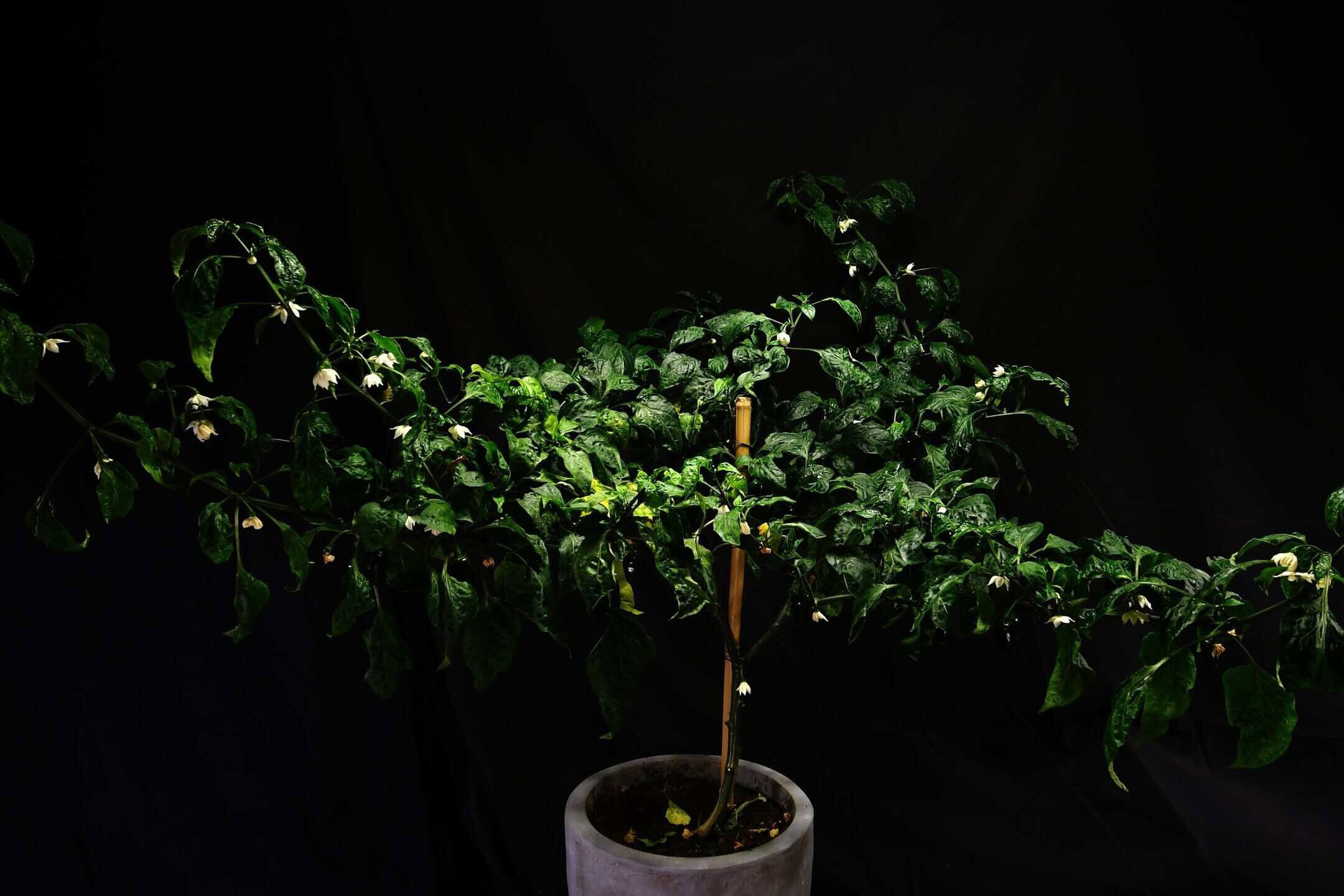 Mature jalapeno plant loaded with green peppers