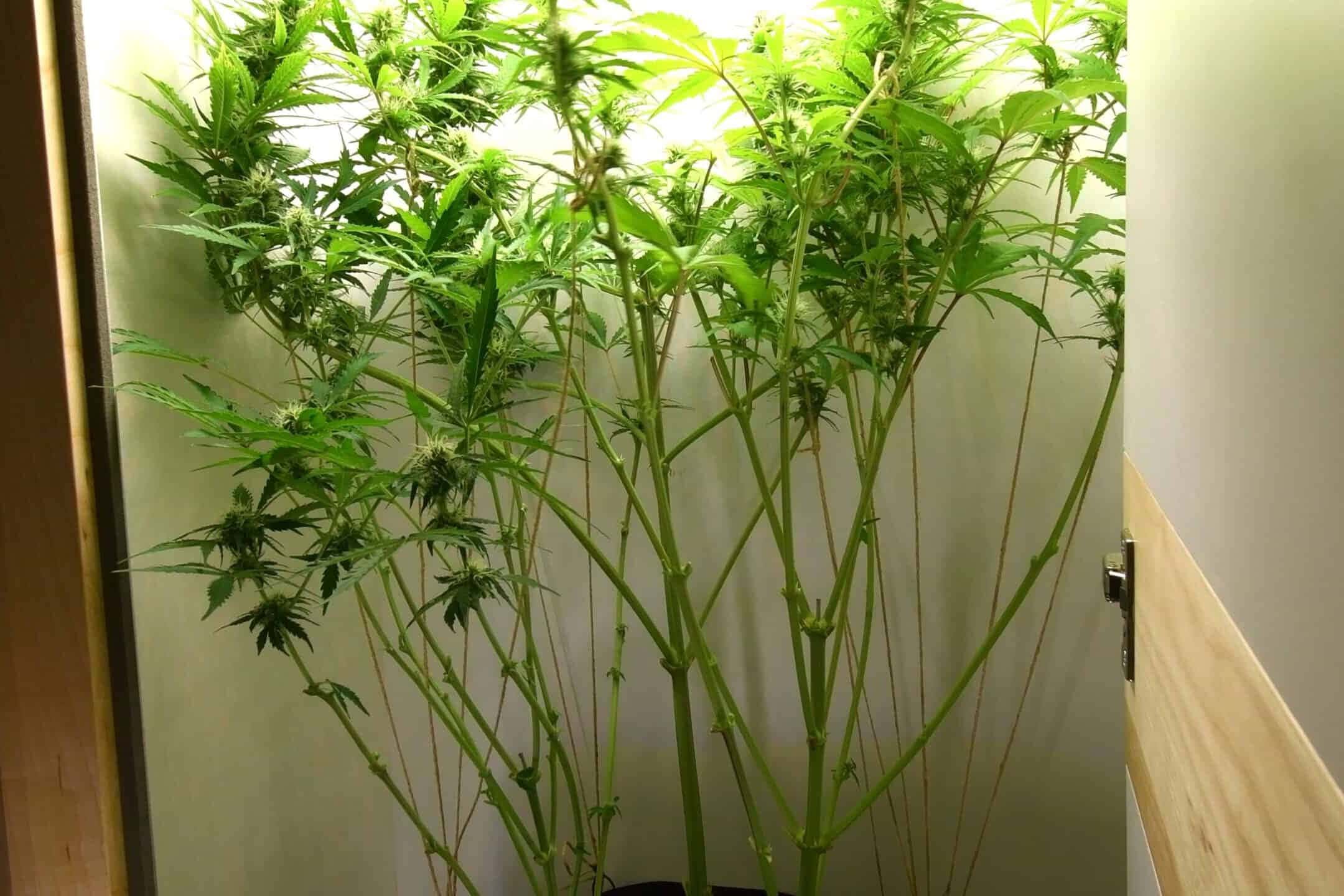 Cannabis plant after lollipopping in grow box