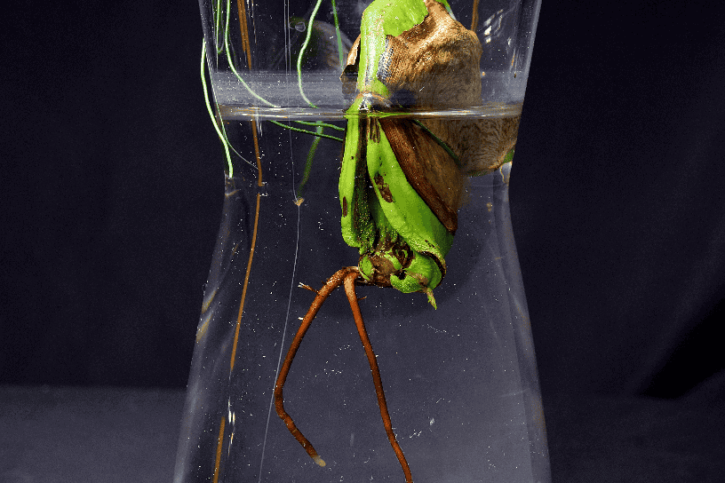Mango seed germinating in water with visible root and shoot