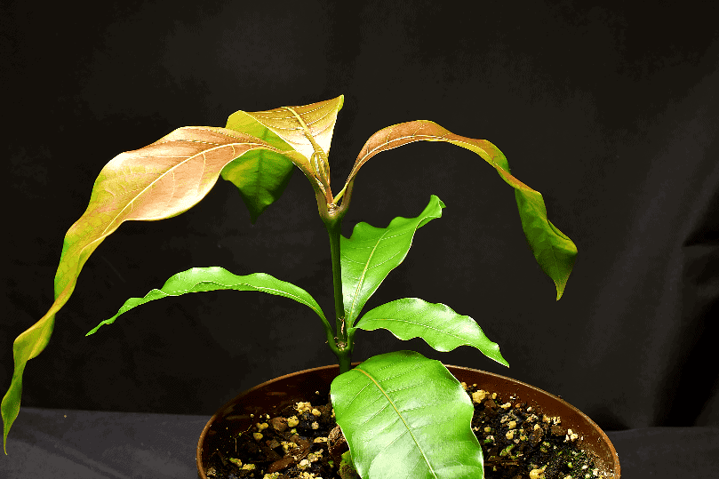 Small potted mango tree with several sets of leaves