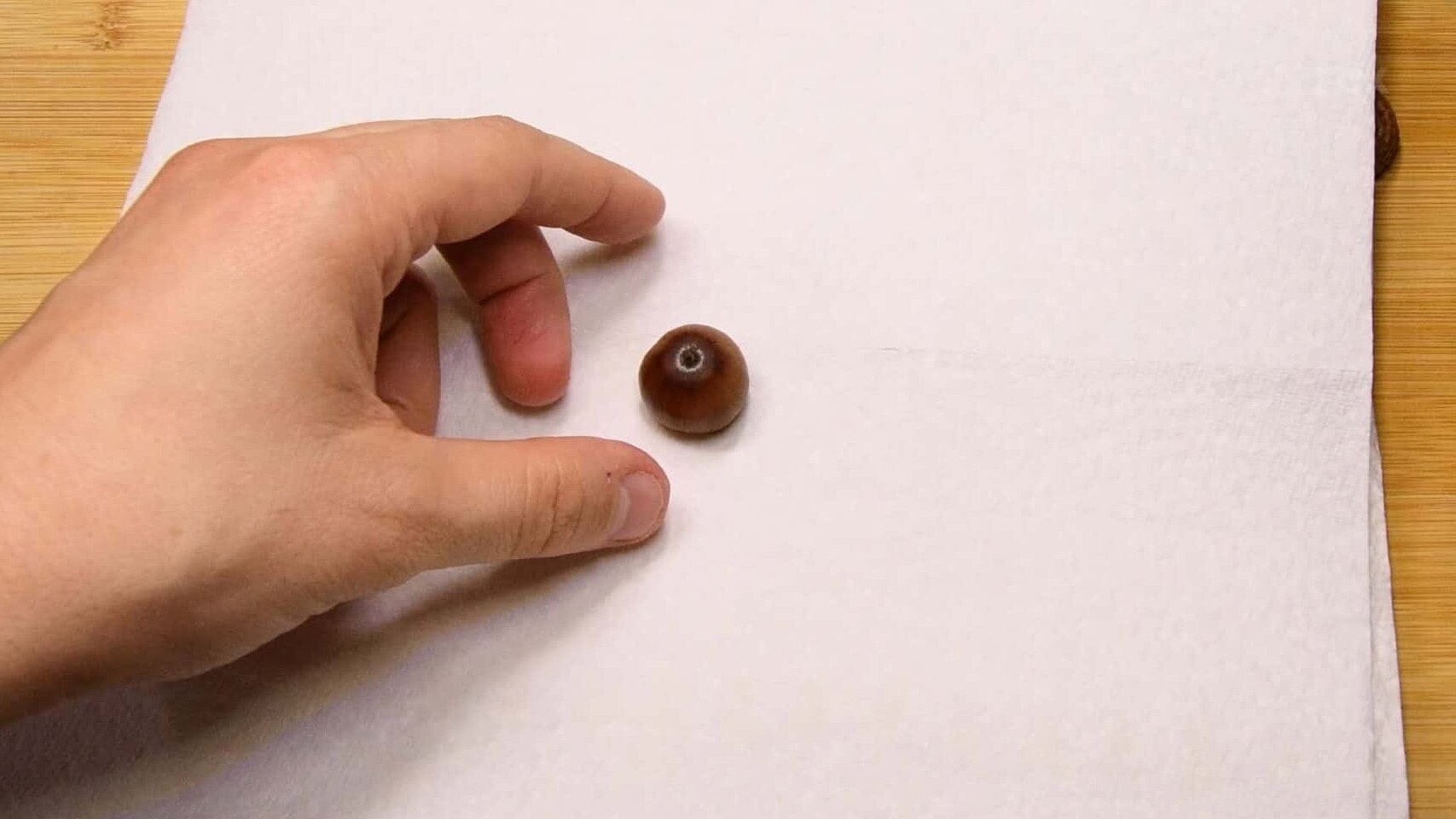 Acorns wrapped in damp paper towel for cold stratification in the fridge