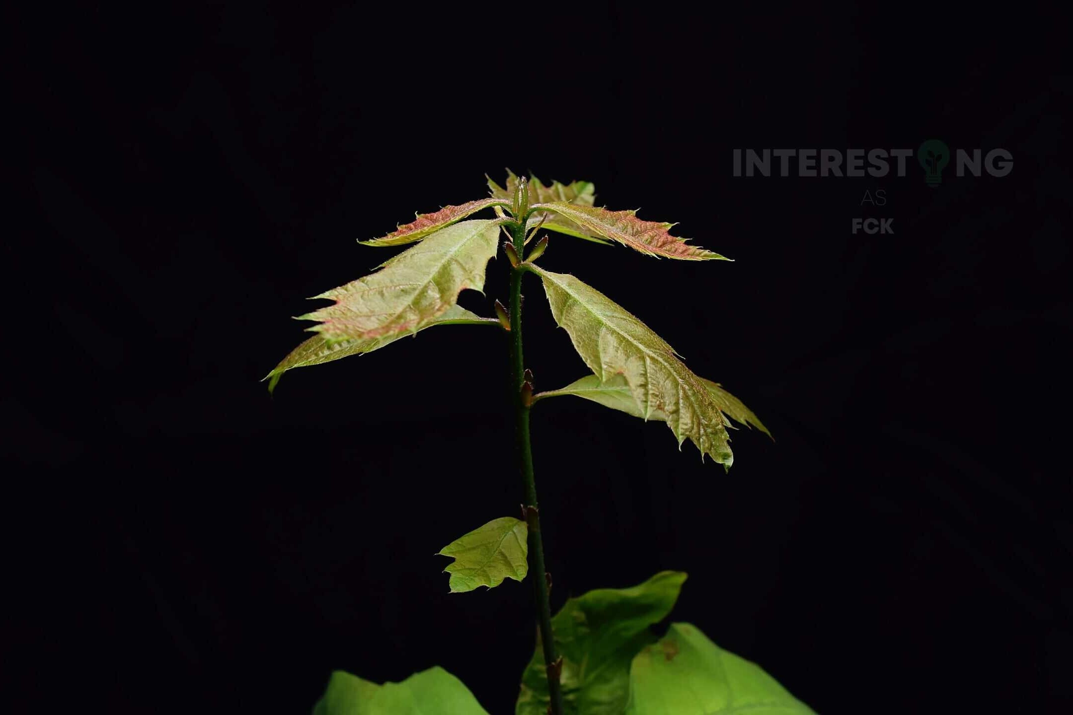 Young oak sapling with first green leaves grown from an acorn