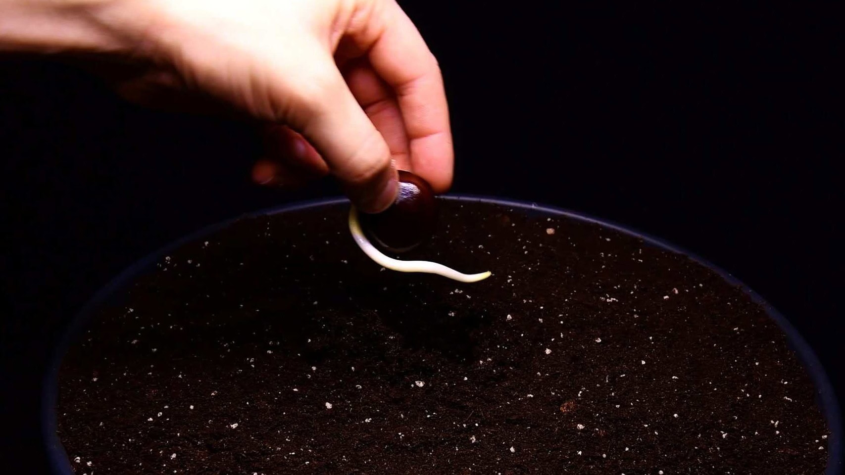 Planting a germinated chestnut into potting soil