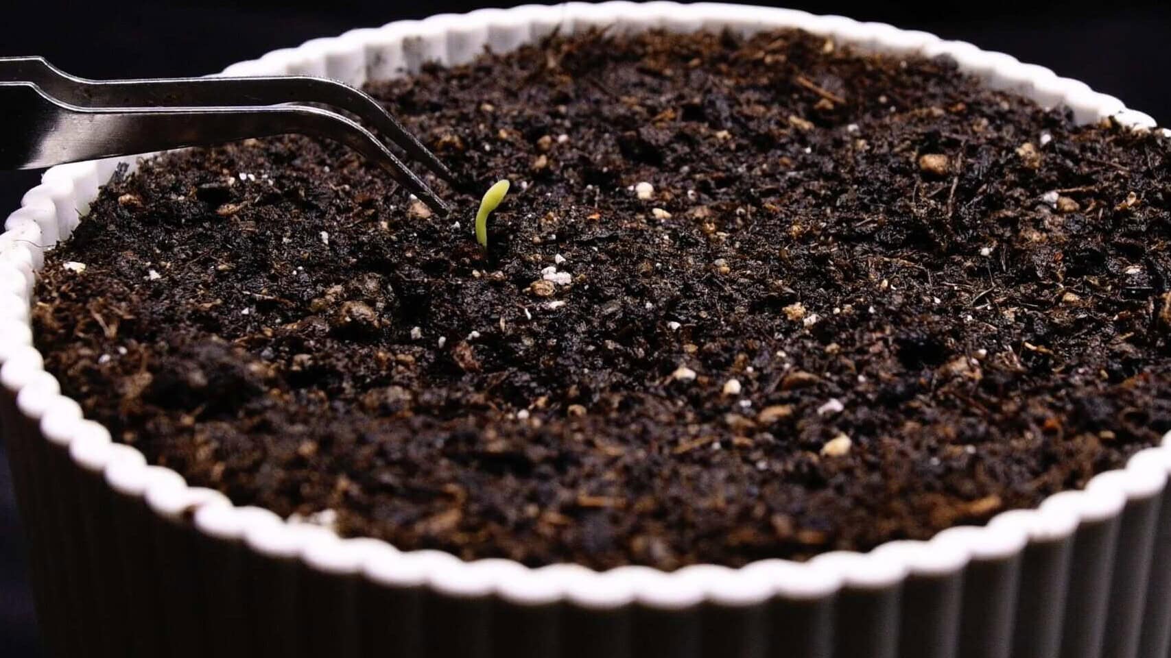Planting dragon fruit seedlings into cactus soil