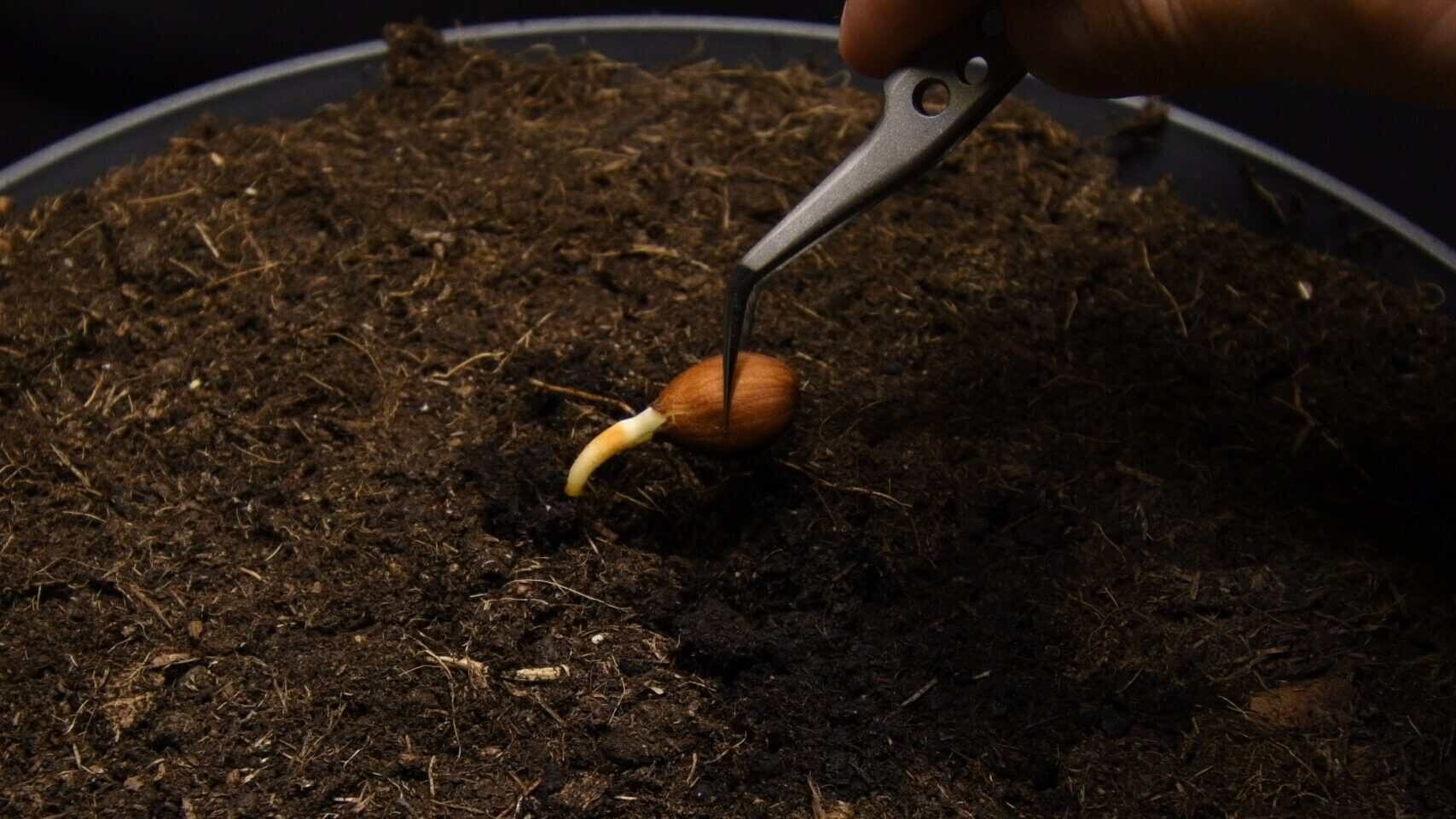 Planting a germinated nectarine seed into potting soil