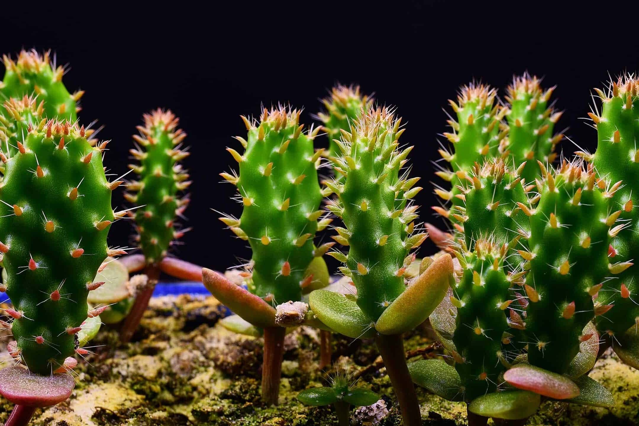 Young prickly pear cactus with developing pads in a pot