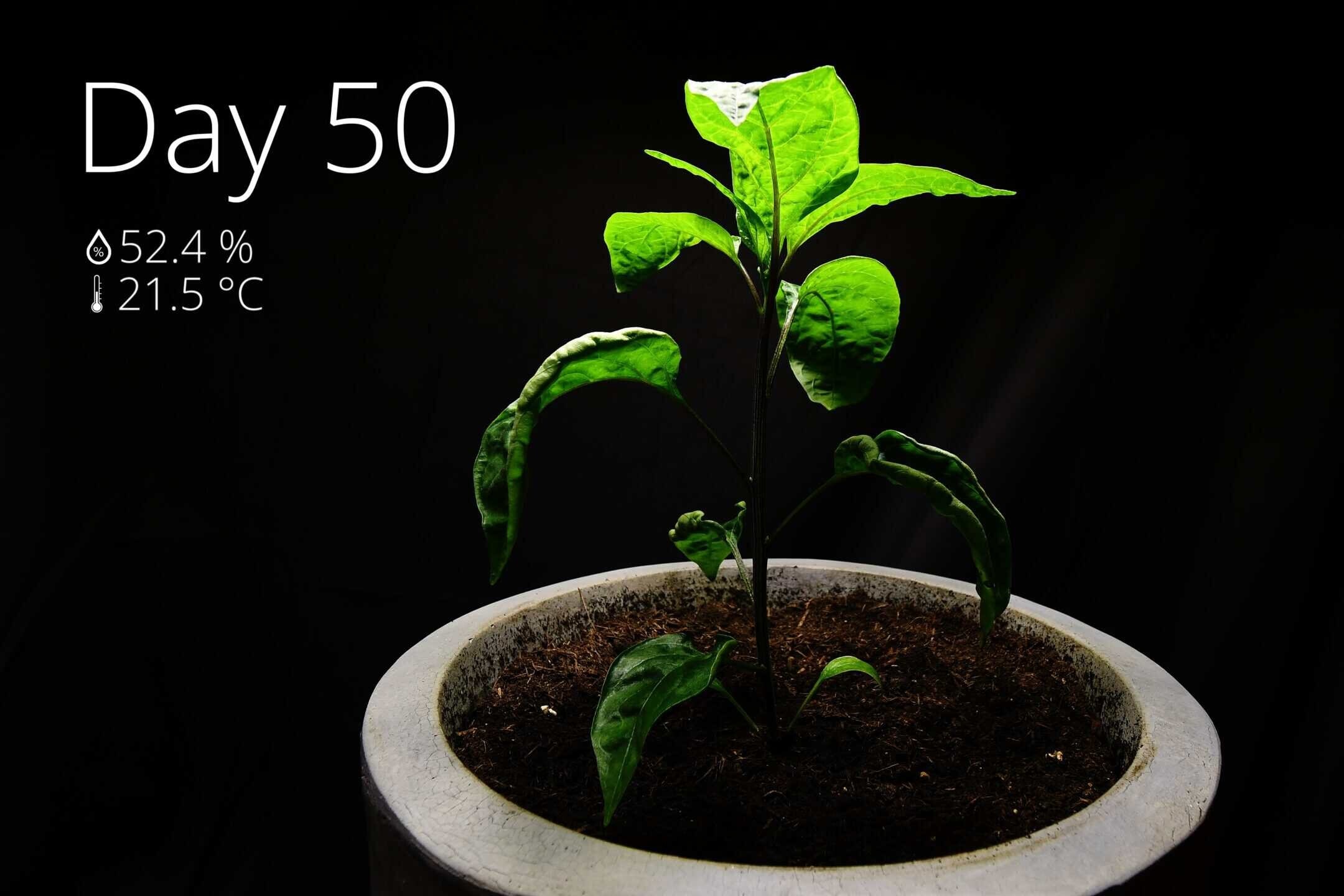Repotting a jalapeno plant after 50 days of growth