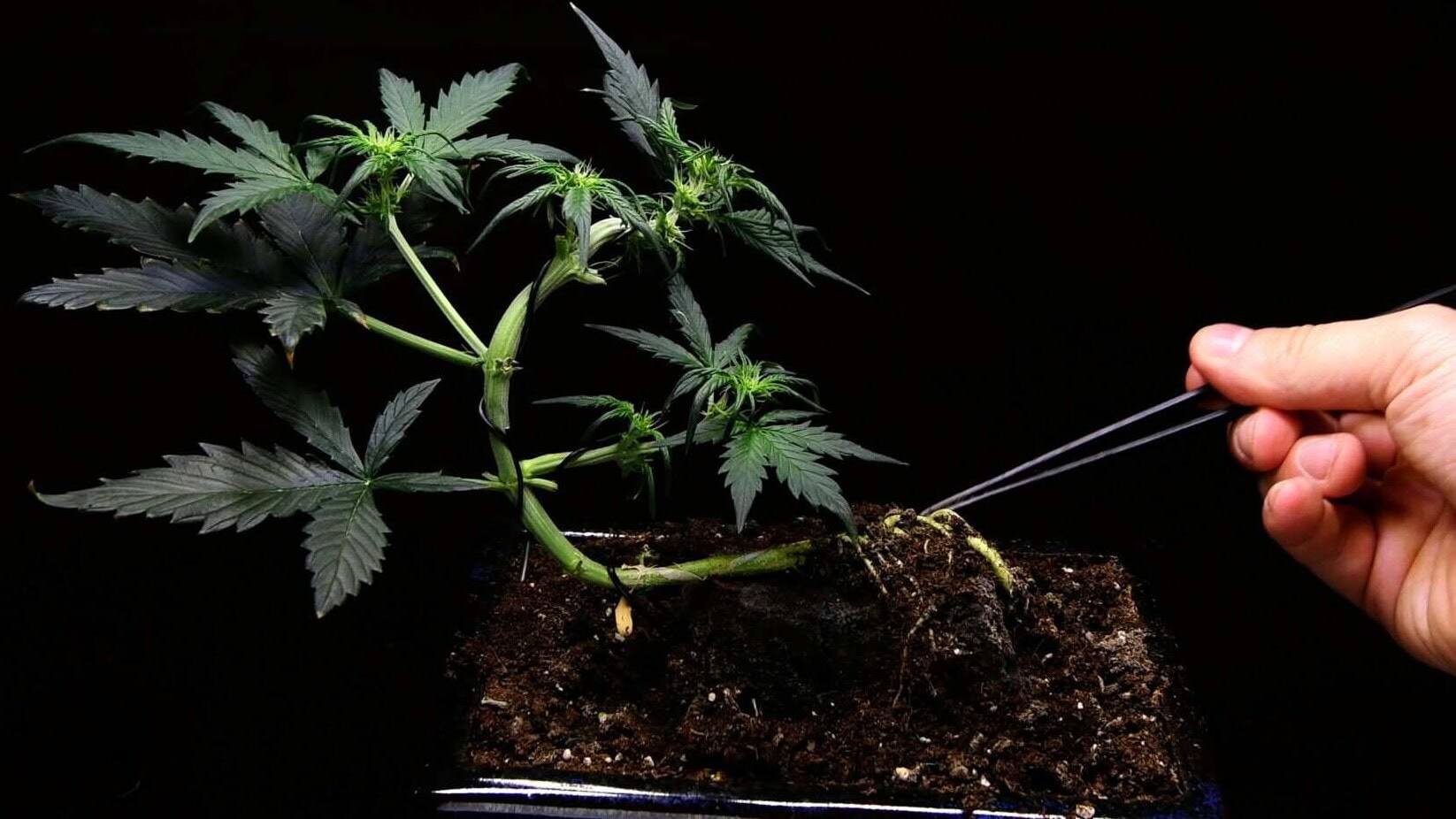Cannabis bonsai roots exposed and hugging the surface of the lava rock