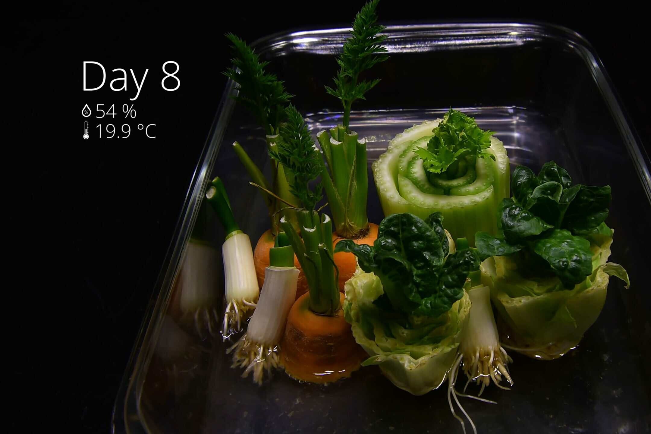 Close-up of vegetable scraps showing new roots and tiny shoots
