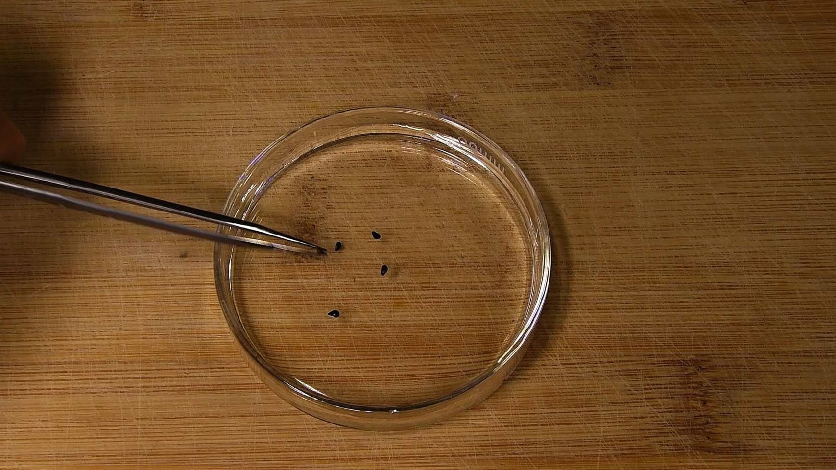 Dragon fruit seeds soaking in a glass of water