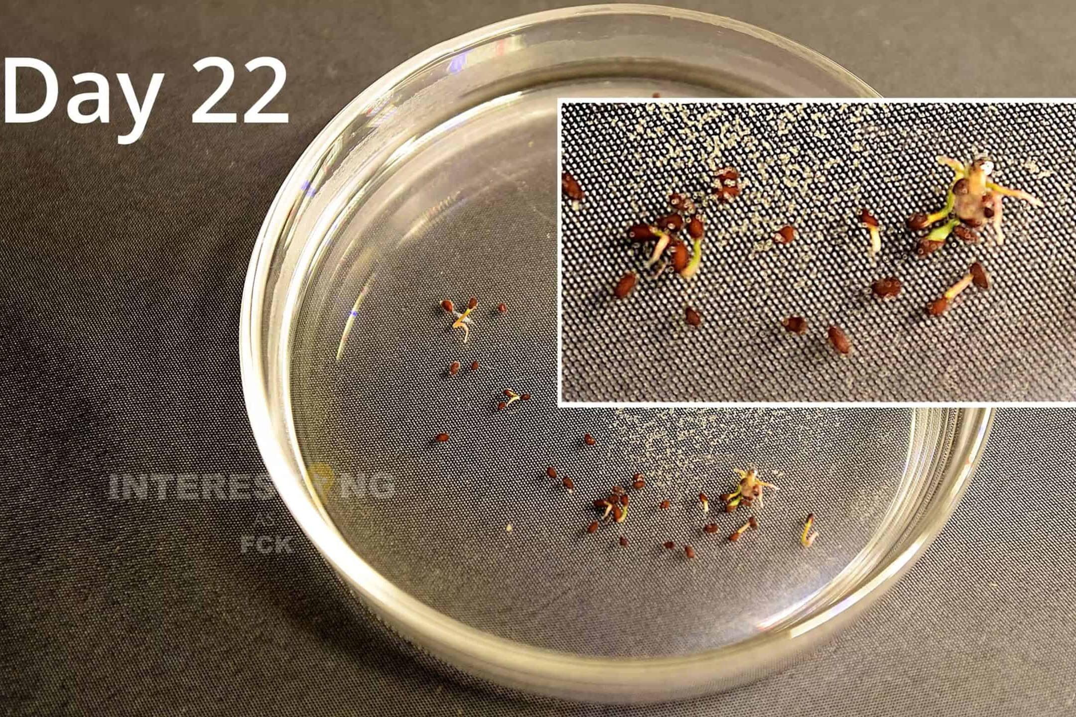 Blueberry seeds starting to germinate on moist substrate