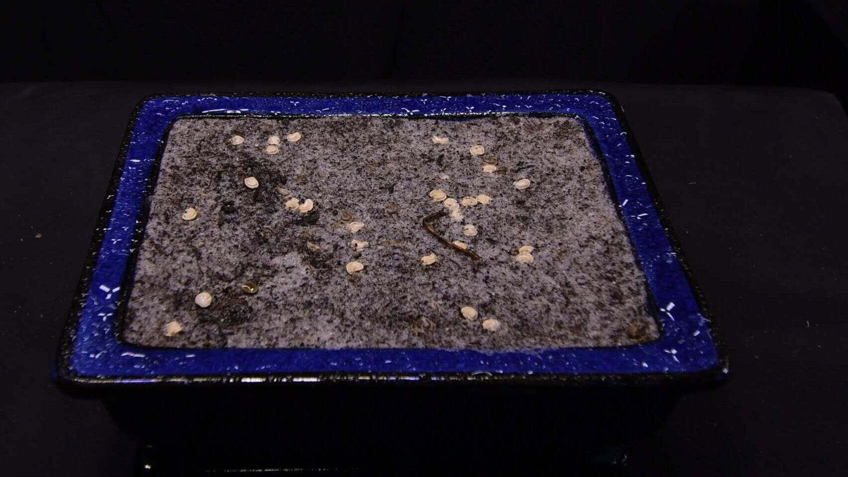 Prickly pear cactus seeds on sandy substrate ready for sowing