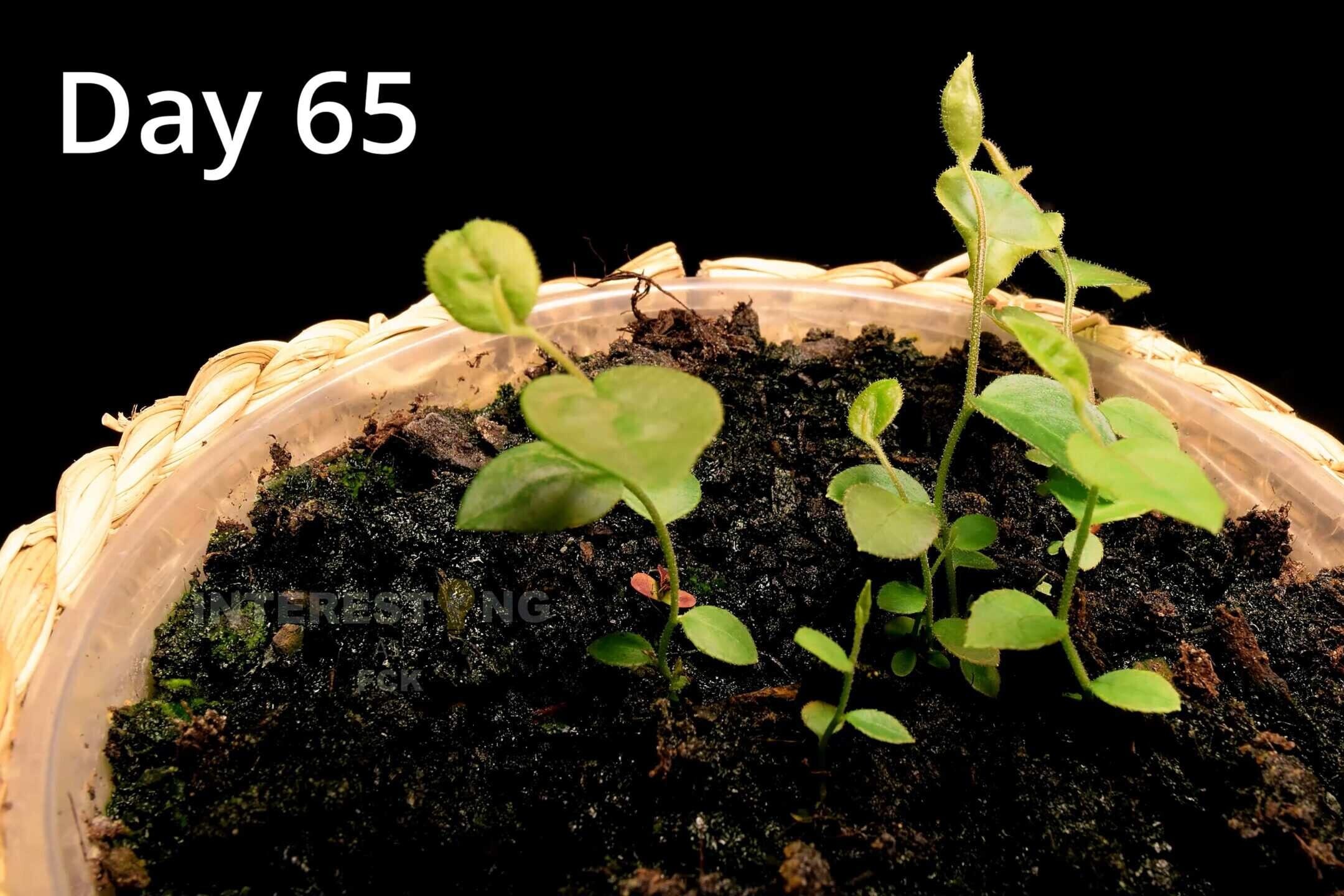 Young blueberry seedlings growing in small individual pots