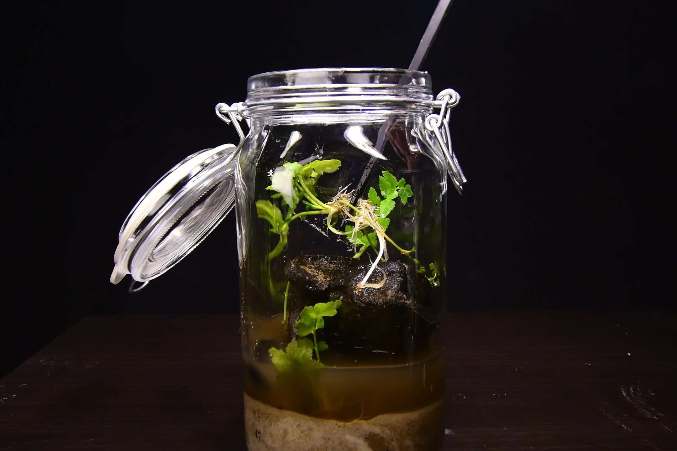 Adding aquatic plants to the DIY jar ecosphere