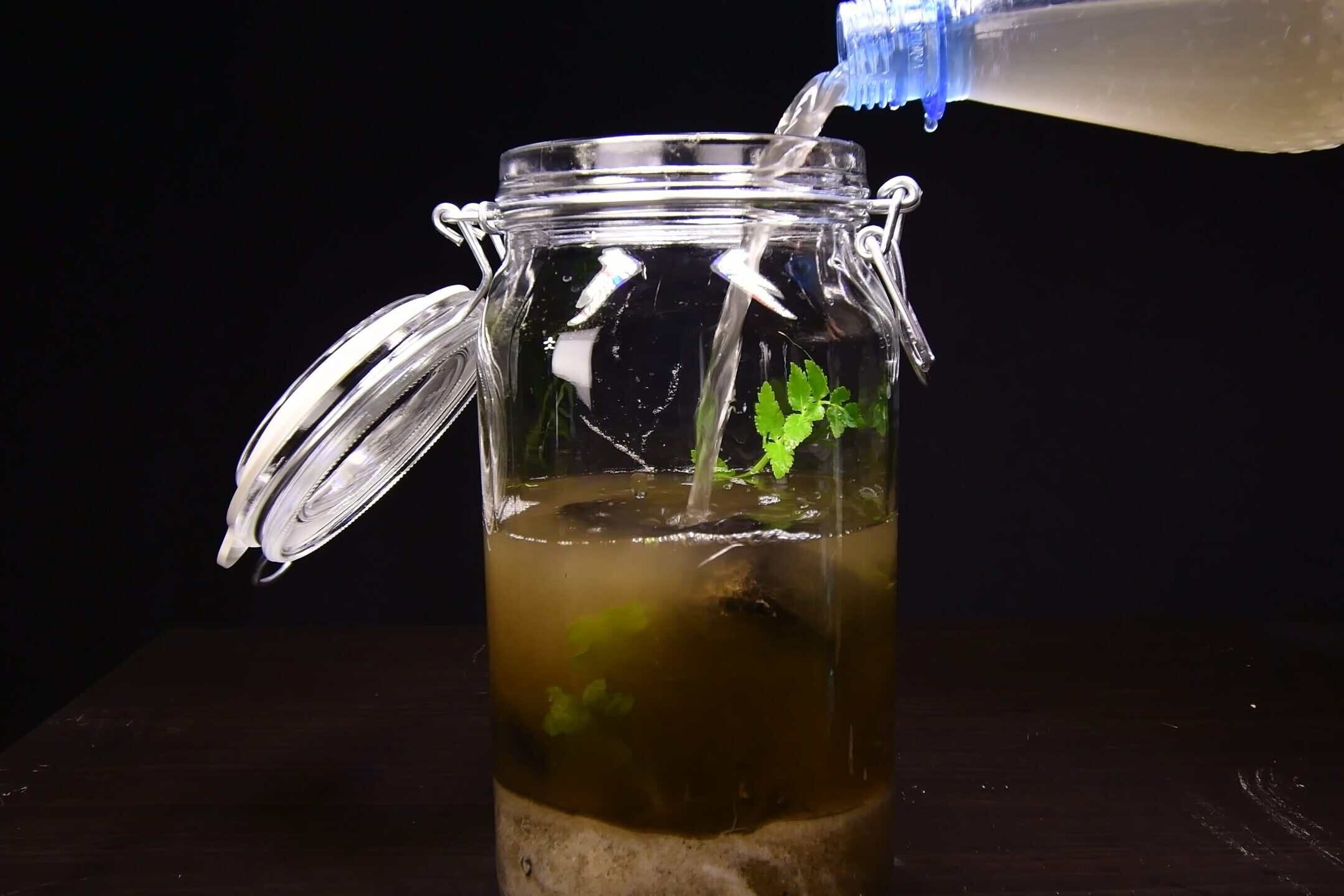 Filling the ecosphere jar with river water to complete the closed ecosystem