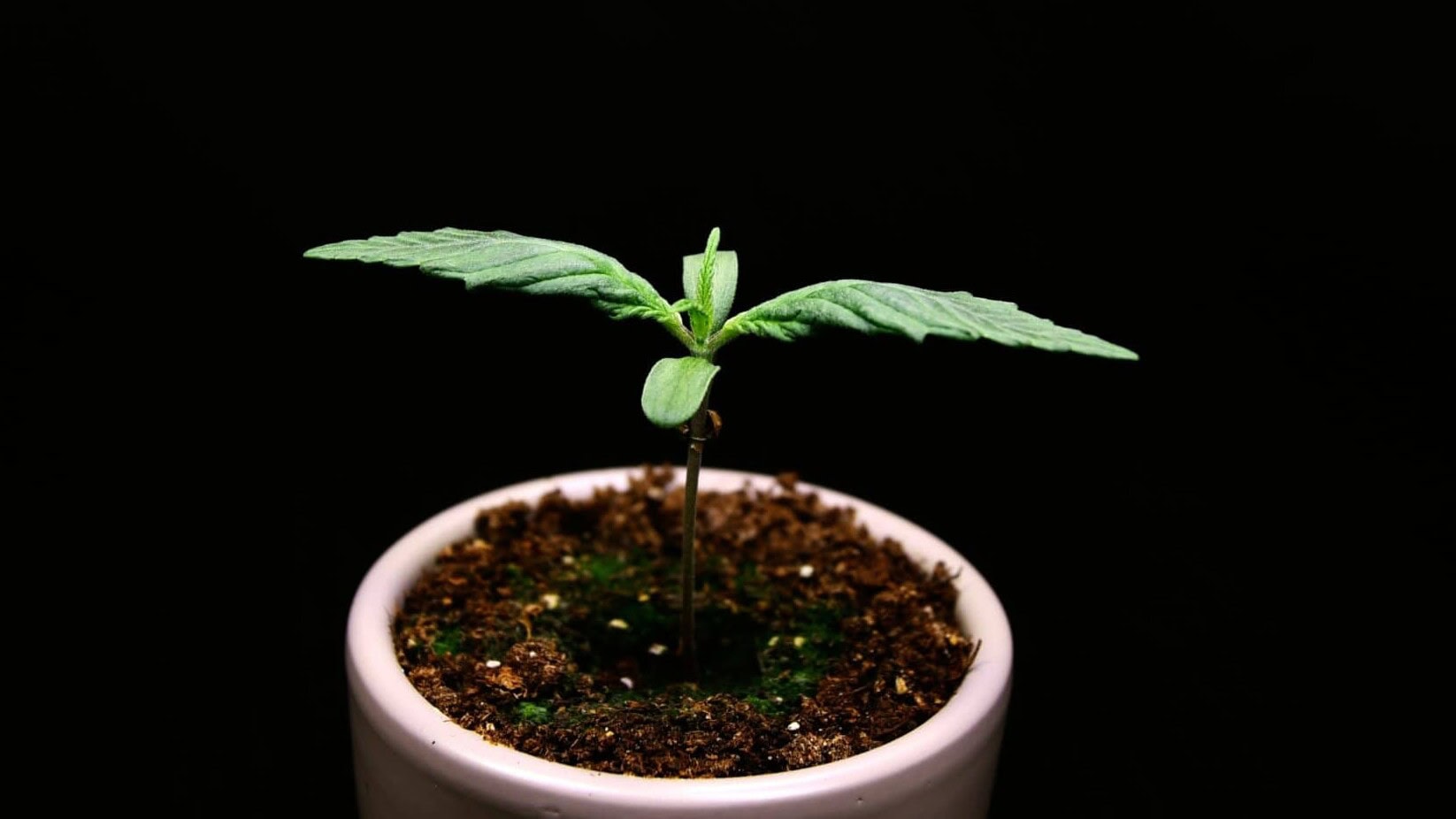 Tiny cannabis seedling at the start of the cannabis bonsai project