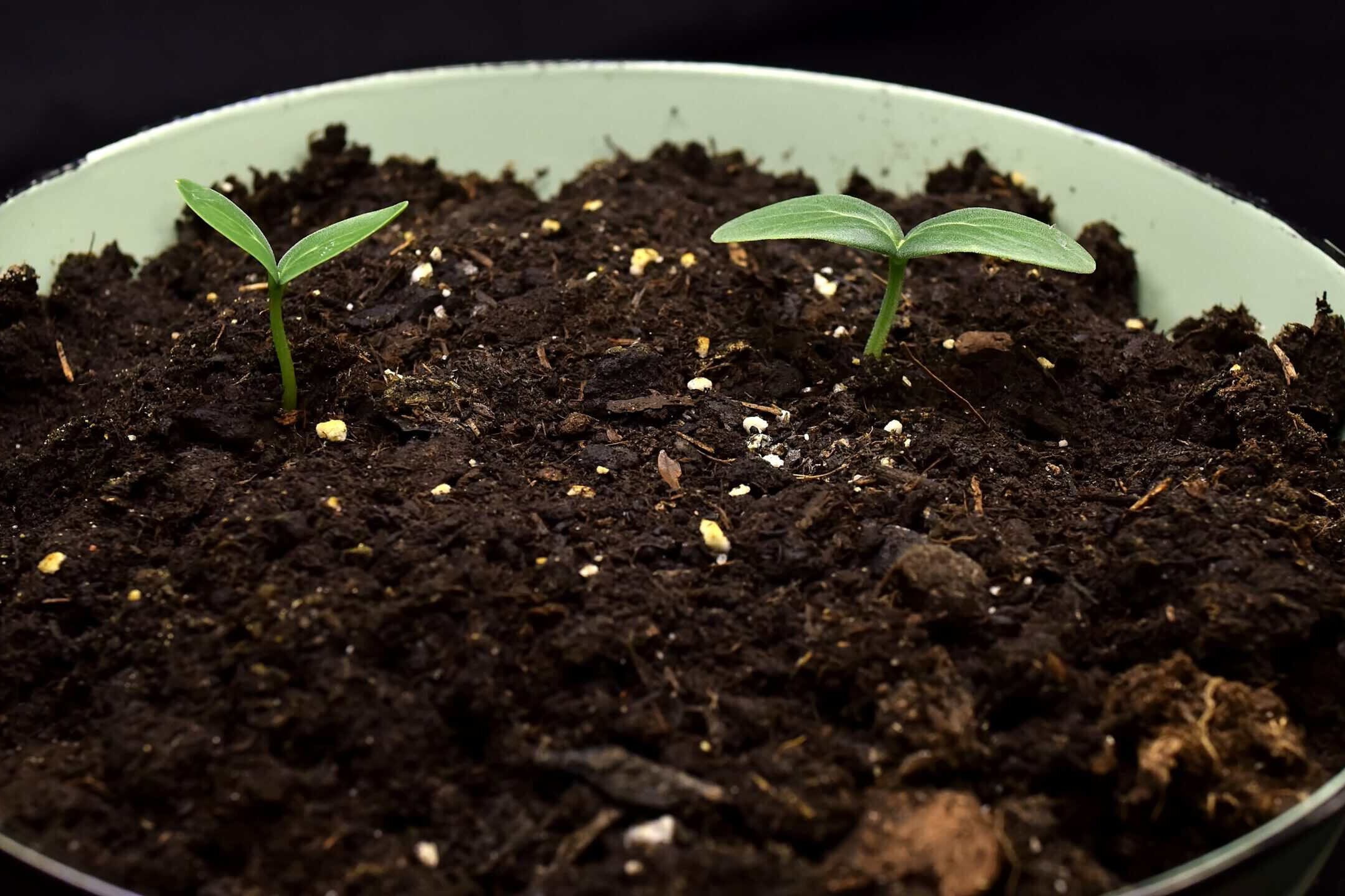 Tiny cucumber seedlings emerging in rich potting soil