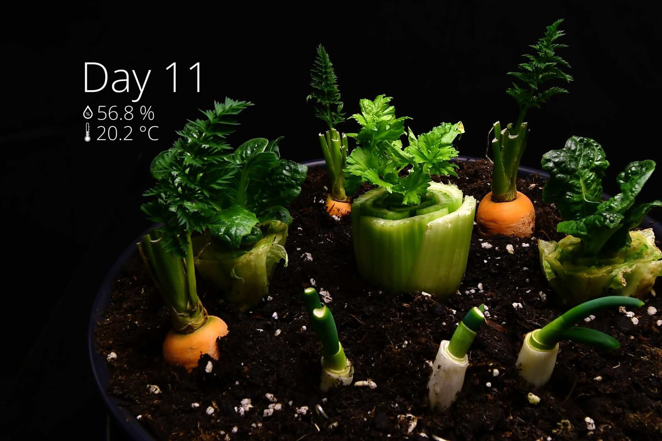 Transplanting rooted vegetable scraps from water into pots with soil
