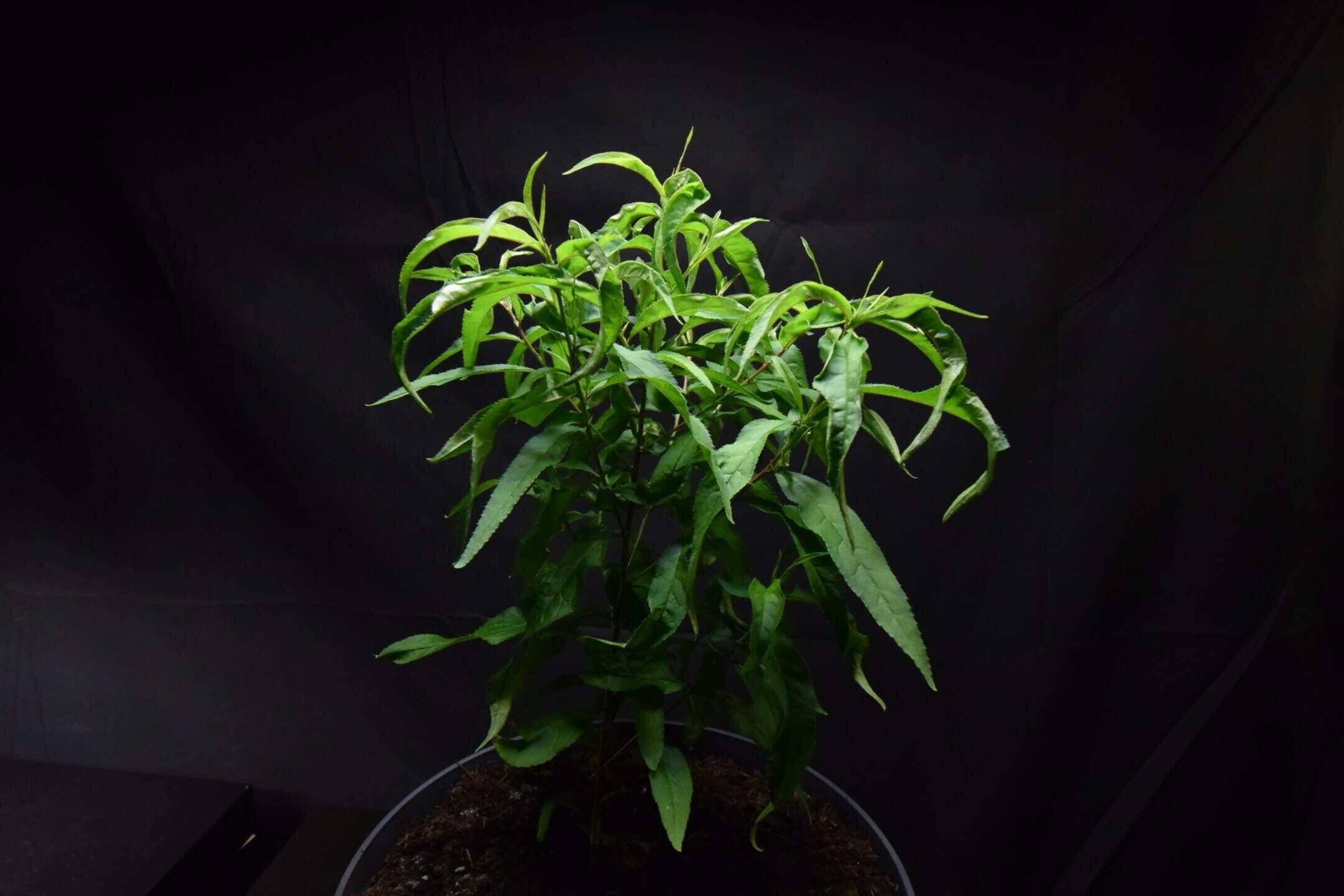 Young nectarine tree grown from seed in a pot