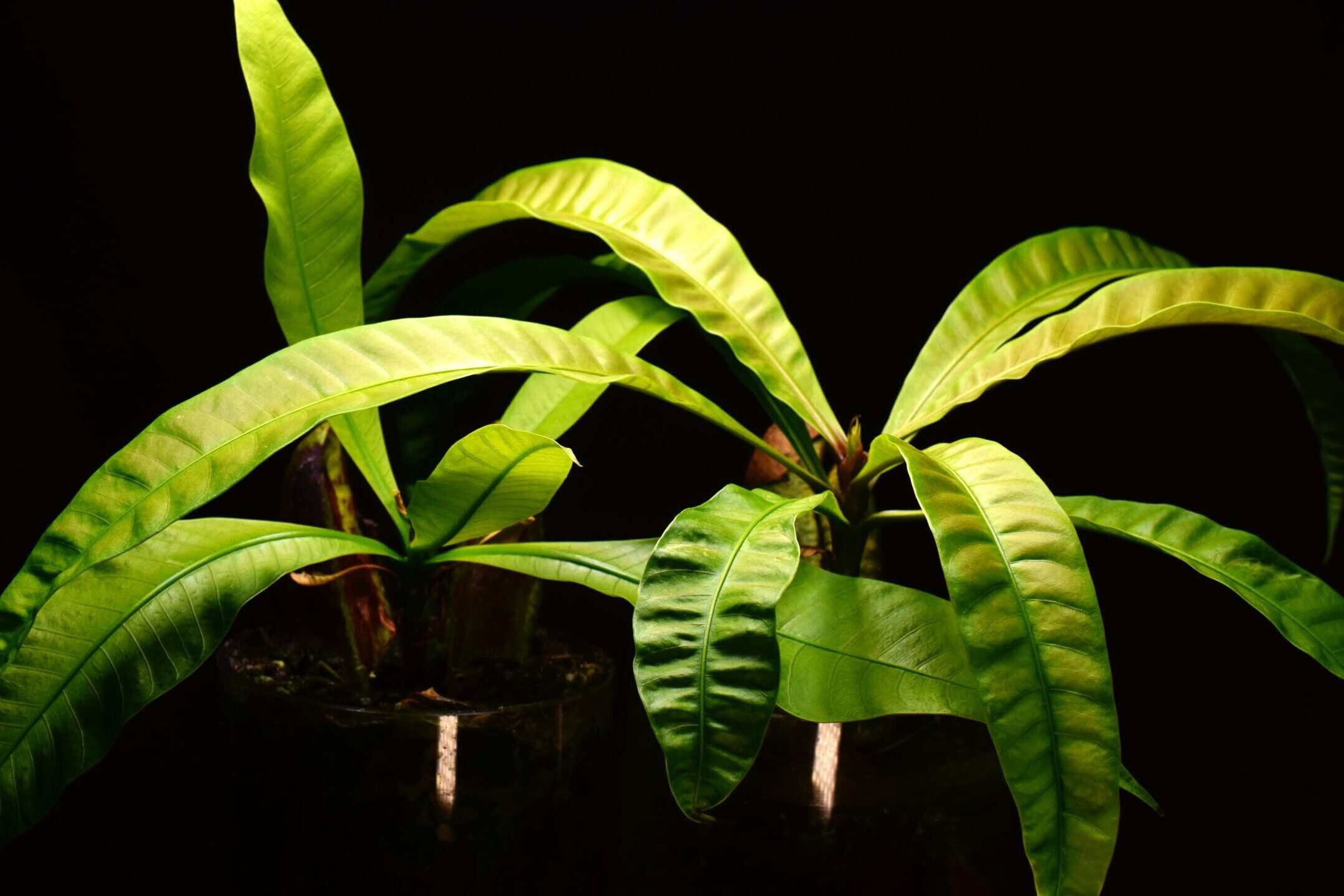 Side-by-side comparison of white mango plants grown with different methods