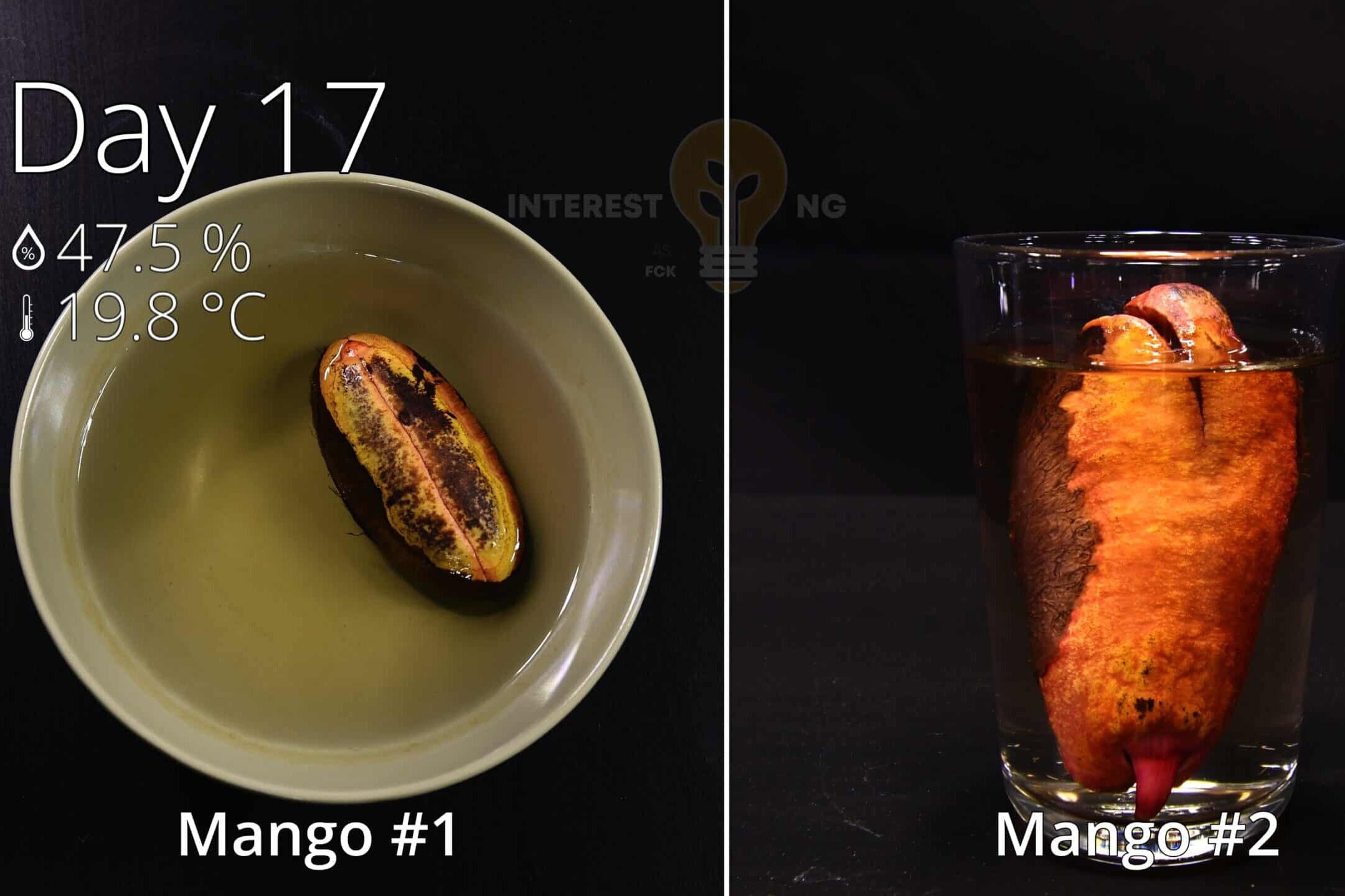 Comparison of white mango seedlings grown in water and in soil