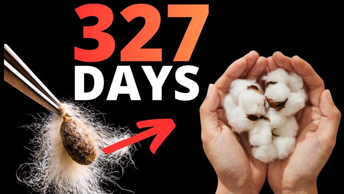 Growing cotton from seed