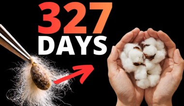 Growing cotton from seed